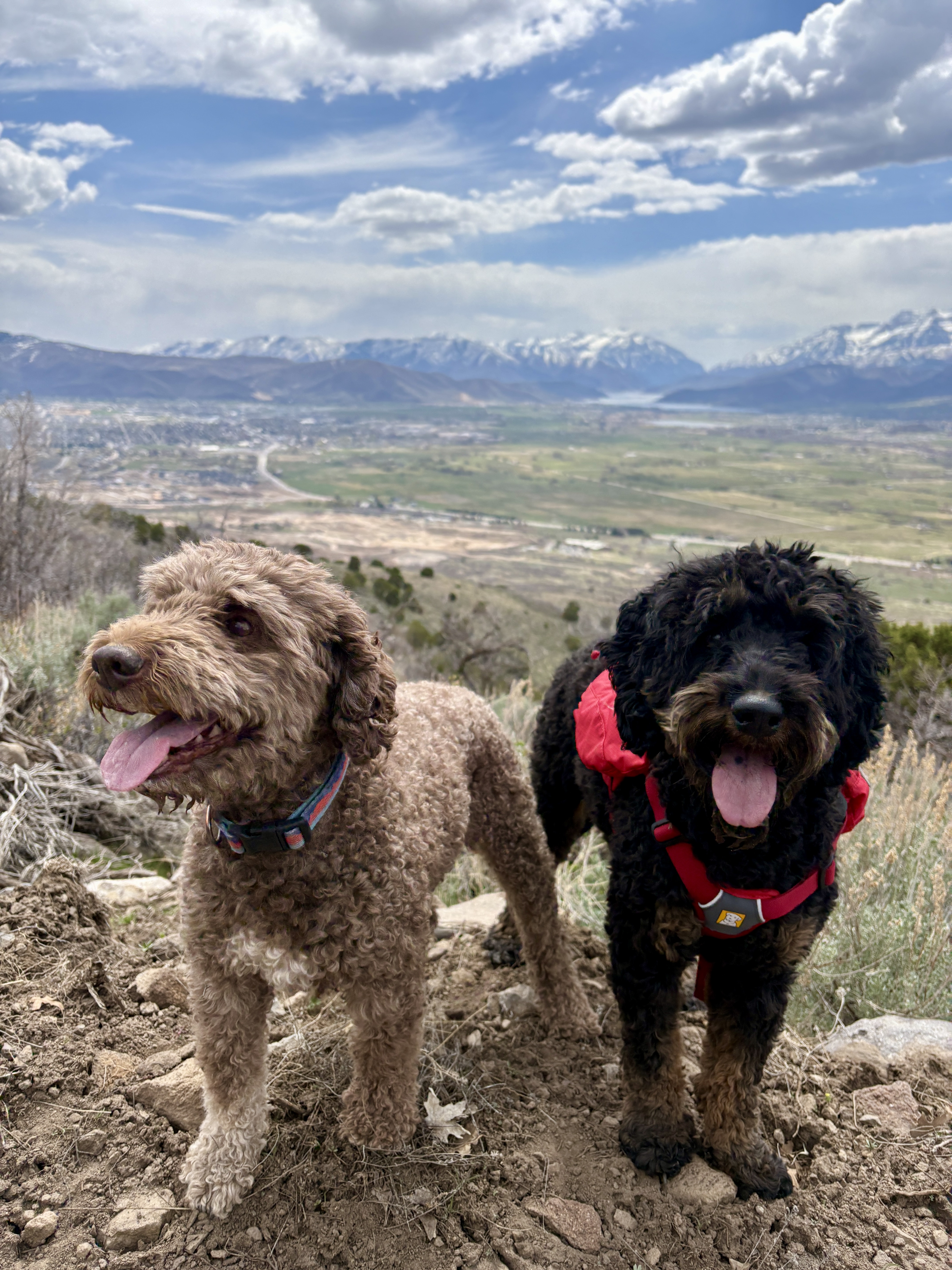 Milo and Hank on the trail.